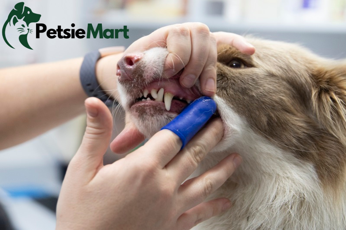 Revolutionize Feeding Time with a Pet Food Dispenser